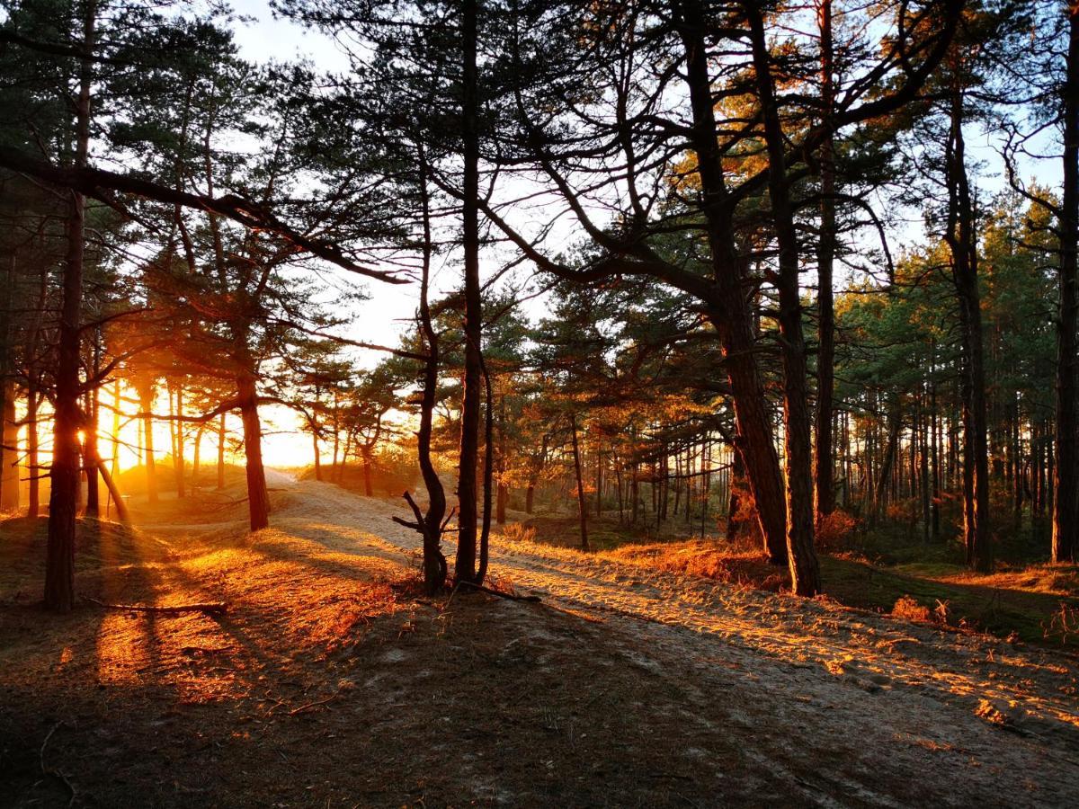 Sunny Pines